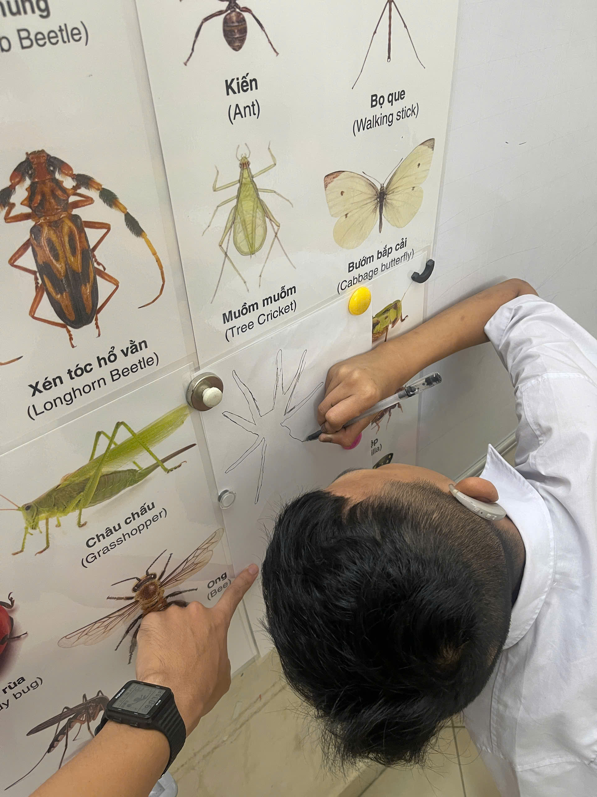 ART CLASS: DISCOVERING THE WORLD OF INSECTS THROUGH WATERCOLORS